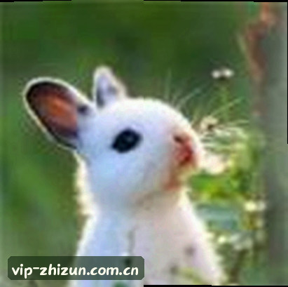 张磊